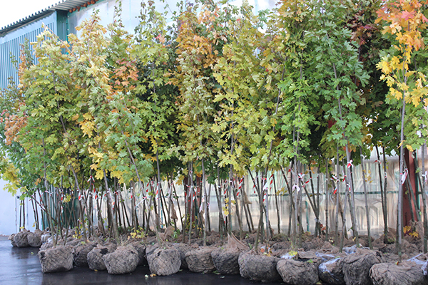 лиственные растения.jpg